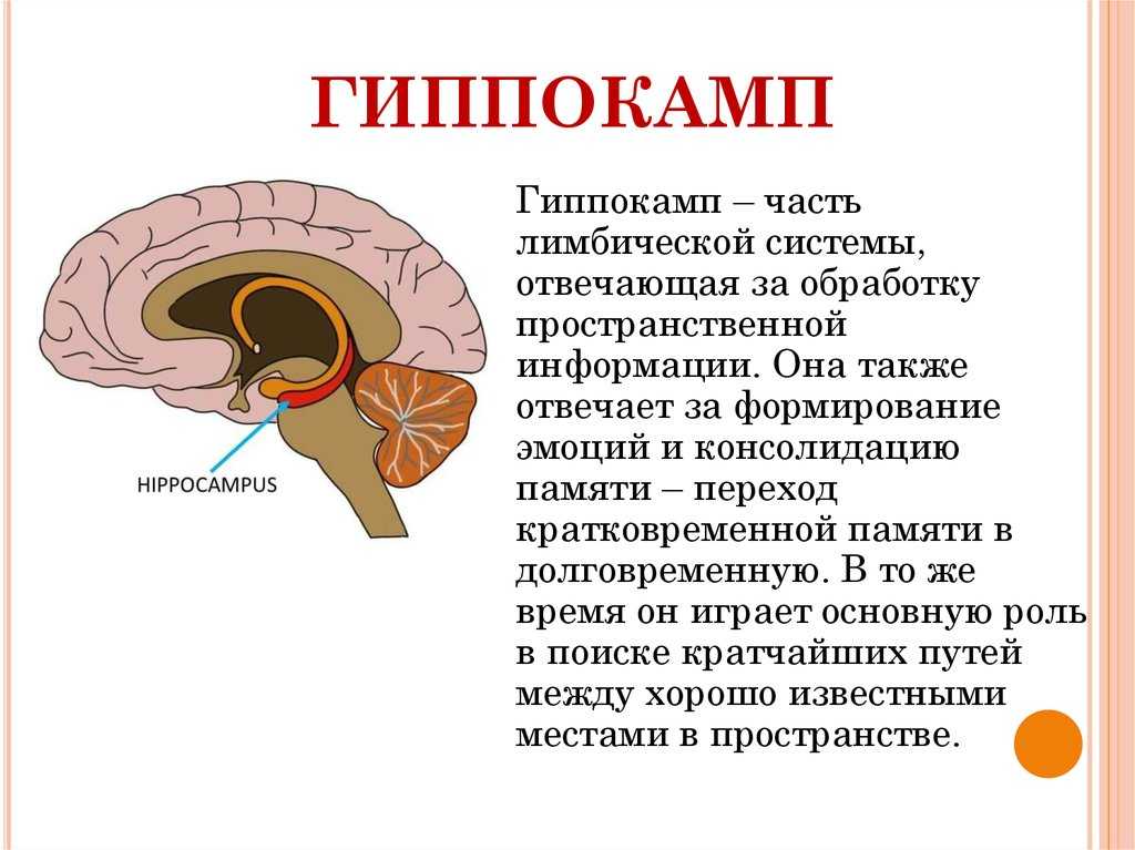 У животного наблюдается гиперфагия раздражение какого отдела мозга дает такую картину