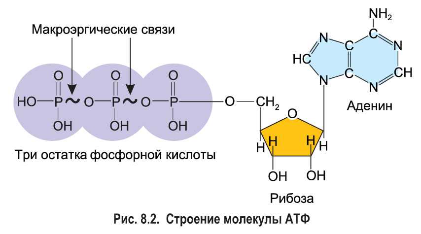 Определите схематическое строение какого вещества изображена на рисунке аденин рибоза