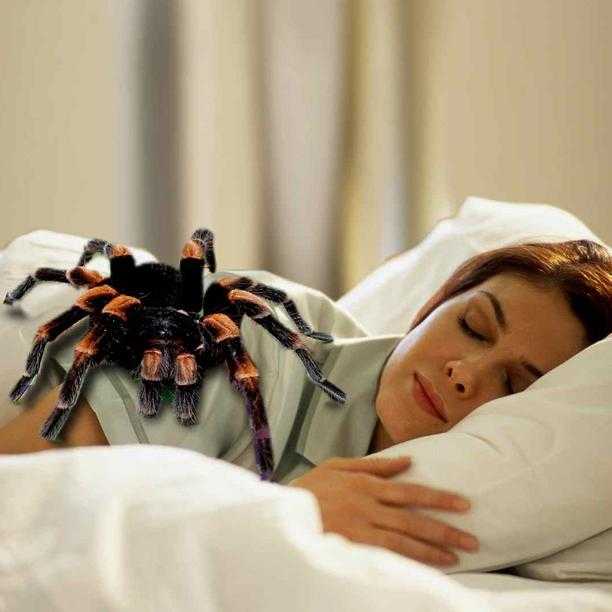 Арахнофобия (боязнь пауков): возможные причины и особенности лечения :: syl.ru
