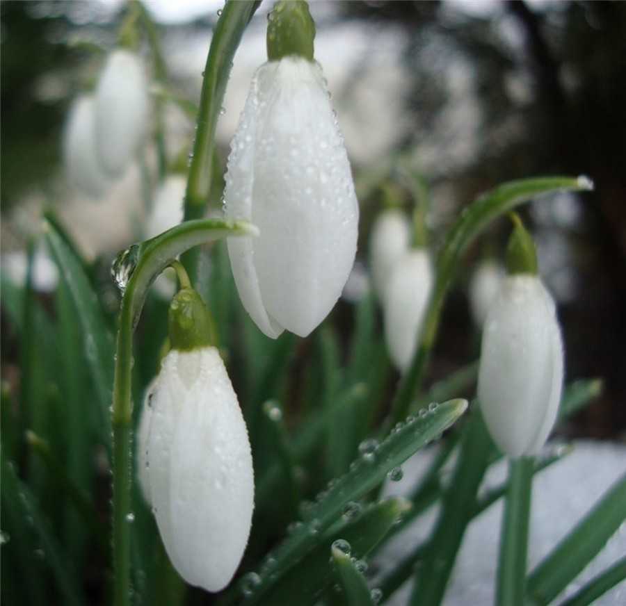Картинки - скоро весна и прощание с зимой (120 фото)!