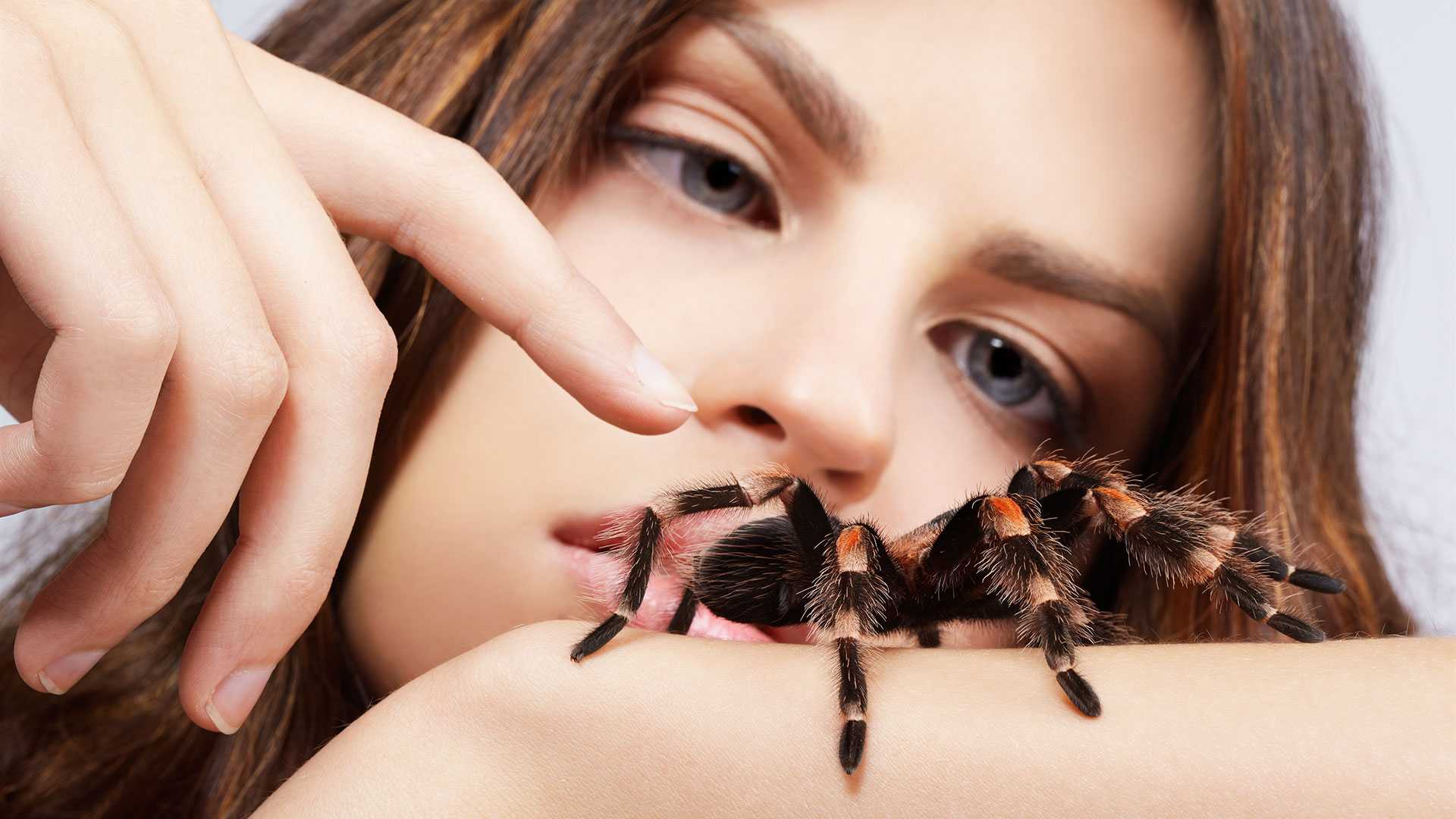 Арахнофобия:  преодолеваем боязнь пауков и паукообразных