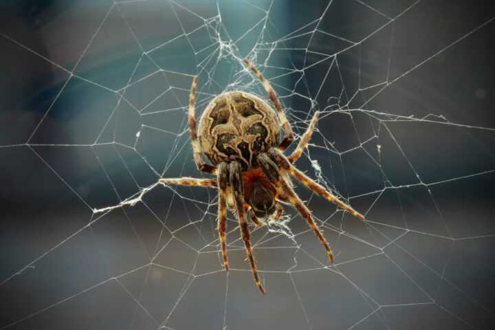 Арахнофобия (боязнь пауков) - причины, лечение