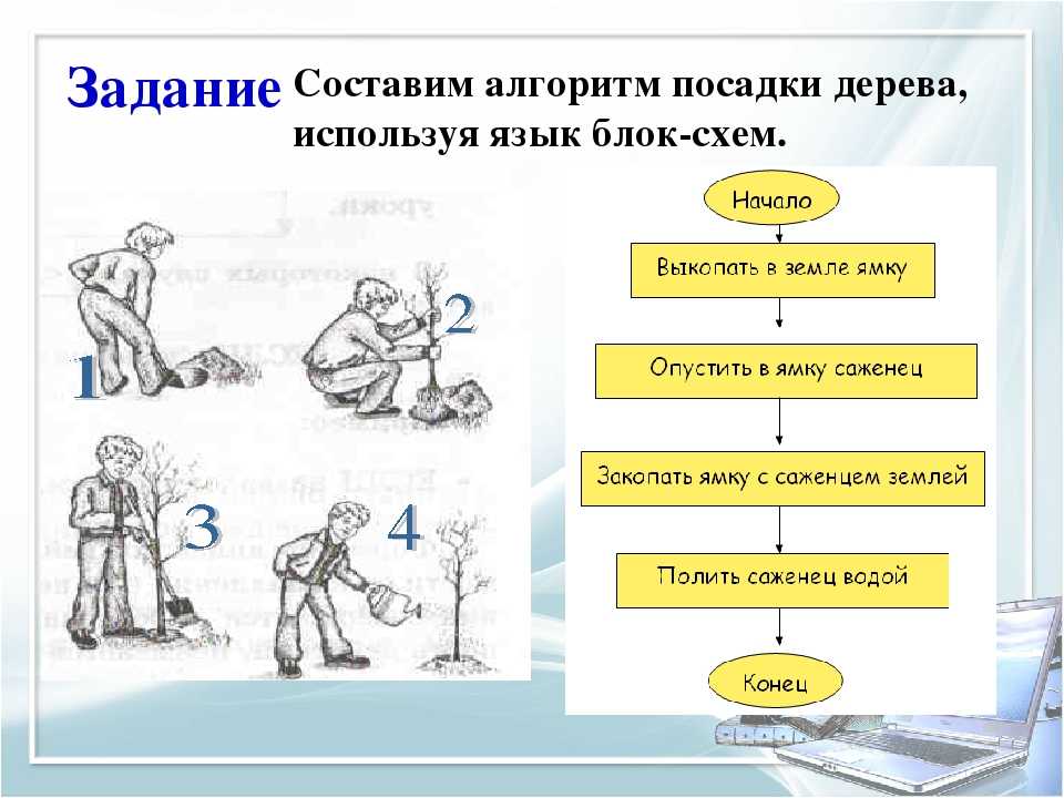 Последовательность шагов алгоритма. Блок схема алгоритма посадки дерева. Линейный алгоритм посадки дерева. Составить алгоритм посадки дерева. Алгоритм посадки дерева по информатике.